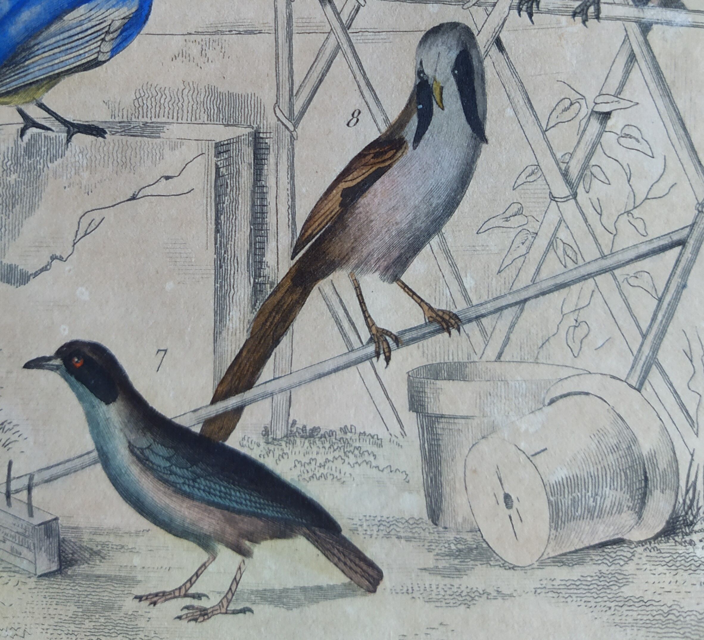 Planche Ornithologique originale " Pitpit bleu - Roitelet - Roitelet mésange - &c... " Buffon 1836