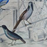Original Ornithological plate " Pitpit bleu - Roitelet - Roitelet mésange - &c... " Buffon (1836)