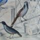 Planche Ornithologique originale " Pitpit bleu - Roitelet - Roitelet mésange - &c... " Buffon 1836