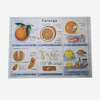 Ancienne affiche scolaire vintage orange verre