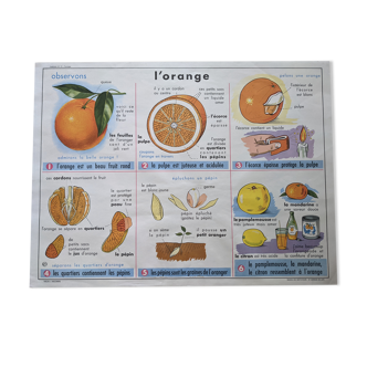 Ancienne affiche scolaire vintage orange verre