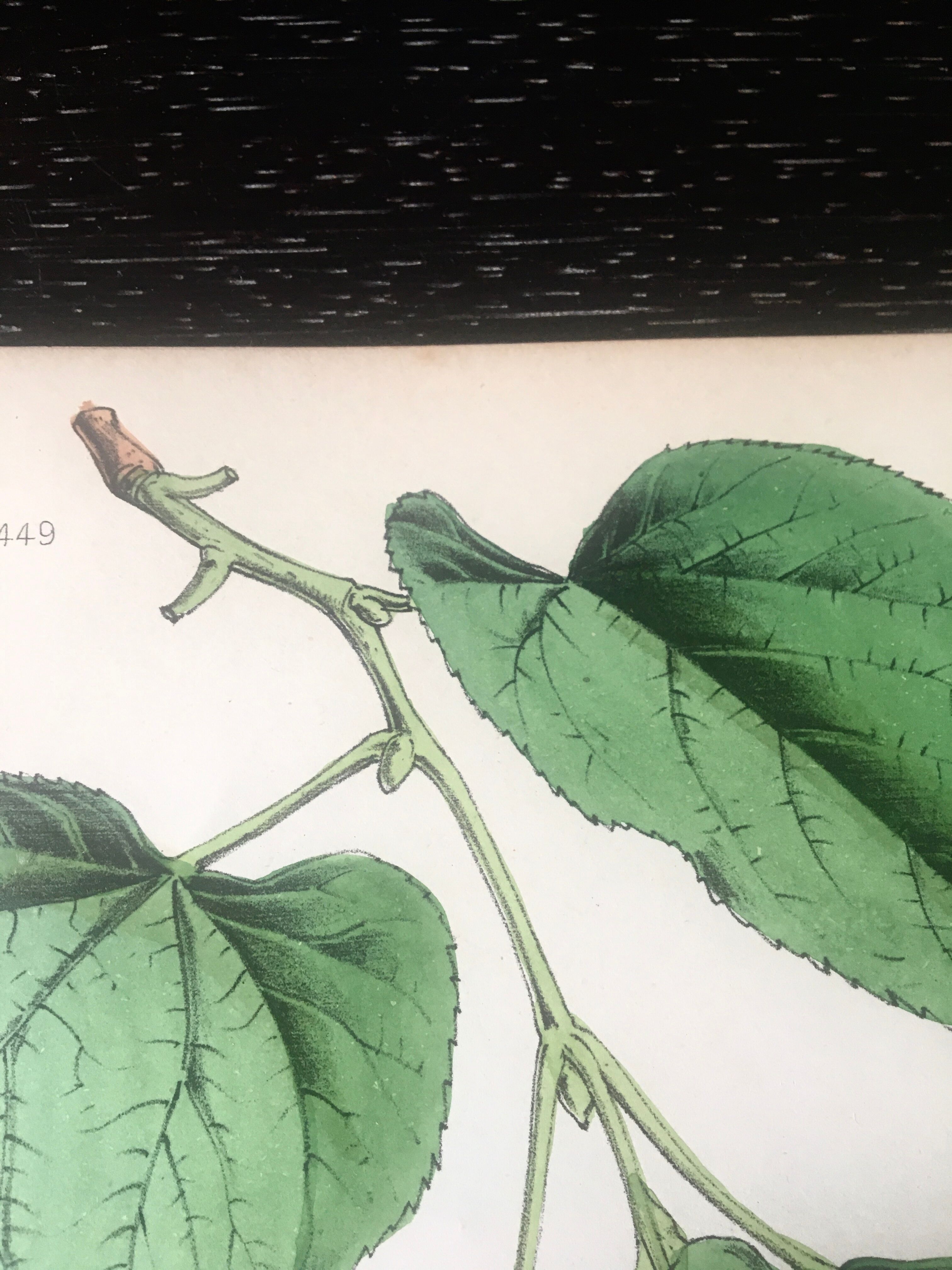 English botanical board duo, Ed 1878