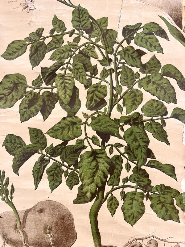 Old Deyrolle board "The potato"