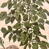 Old Deyrolle board "The potato"