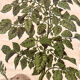 Ancienne planche Deyrolle “La pomme de terre”