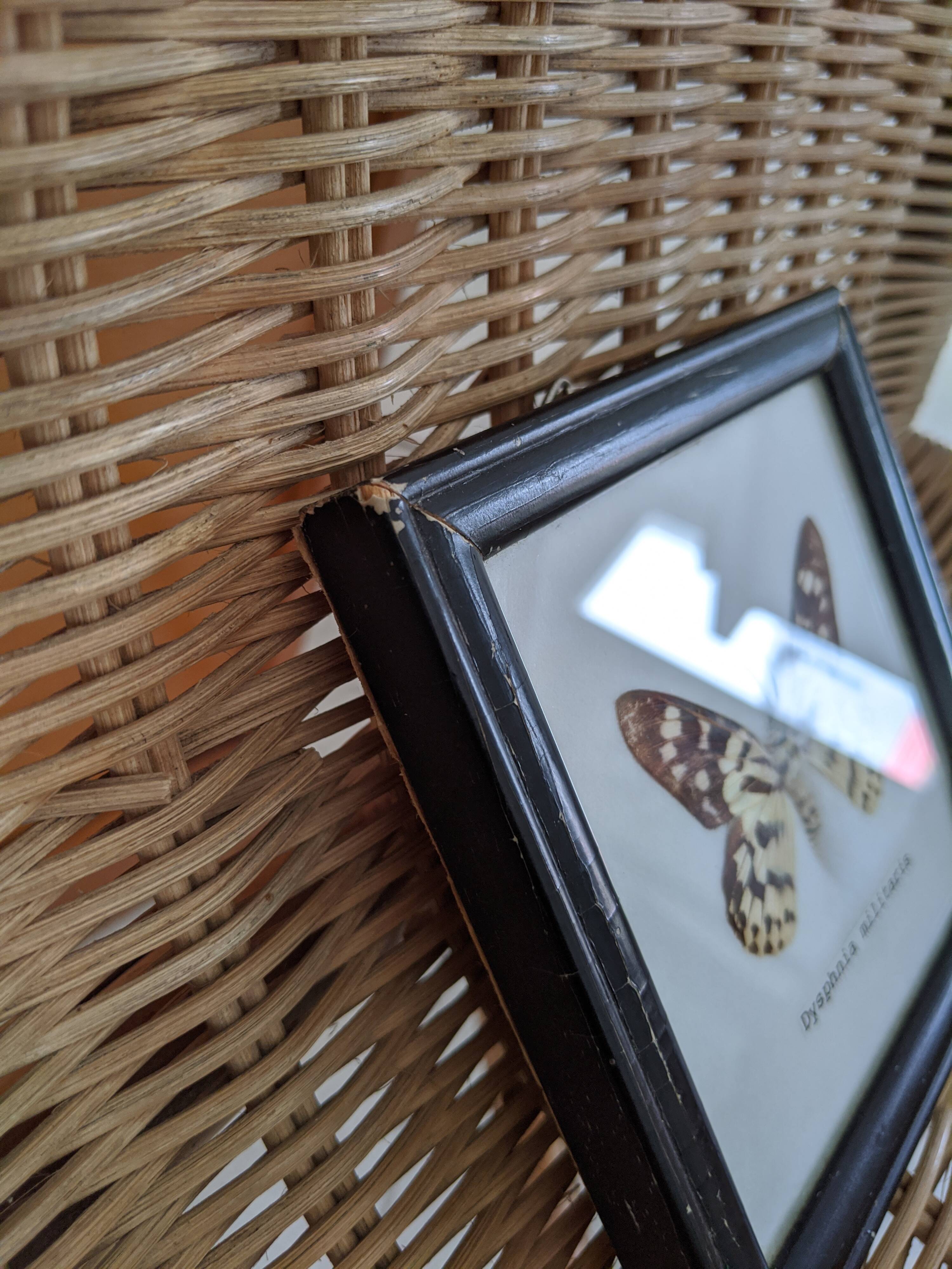 Naturalized Butterfly