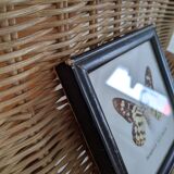 Naturalized Butterfly