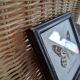 Naturalized Butterfly