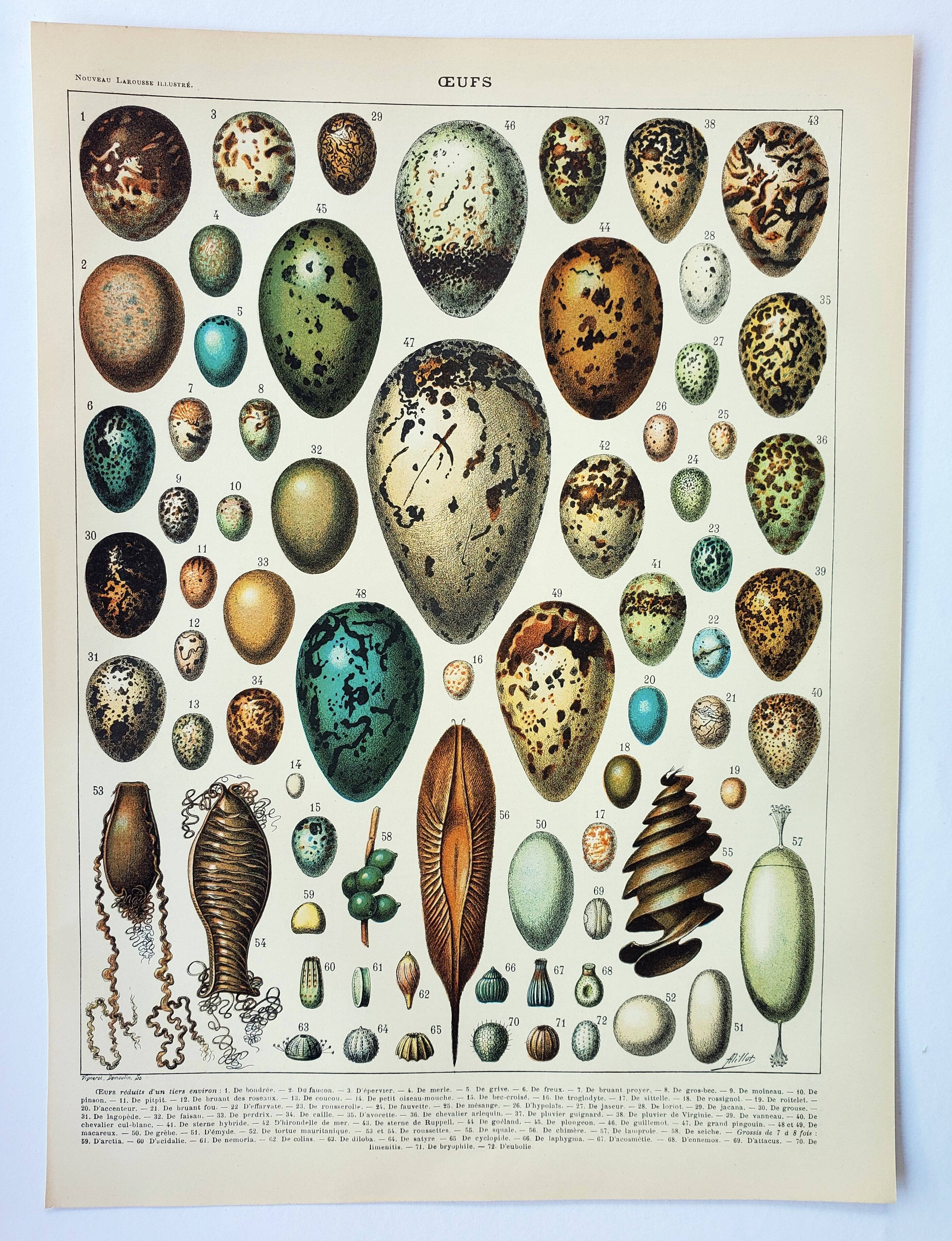 Antique engraving 1898, Eggs, birds, animals, zoology • Lithograph, original illustration
