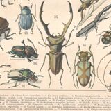 Planche ancienne sur les insectes 1897