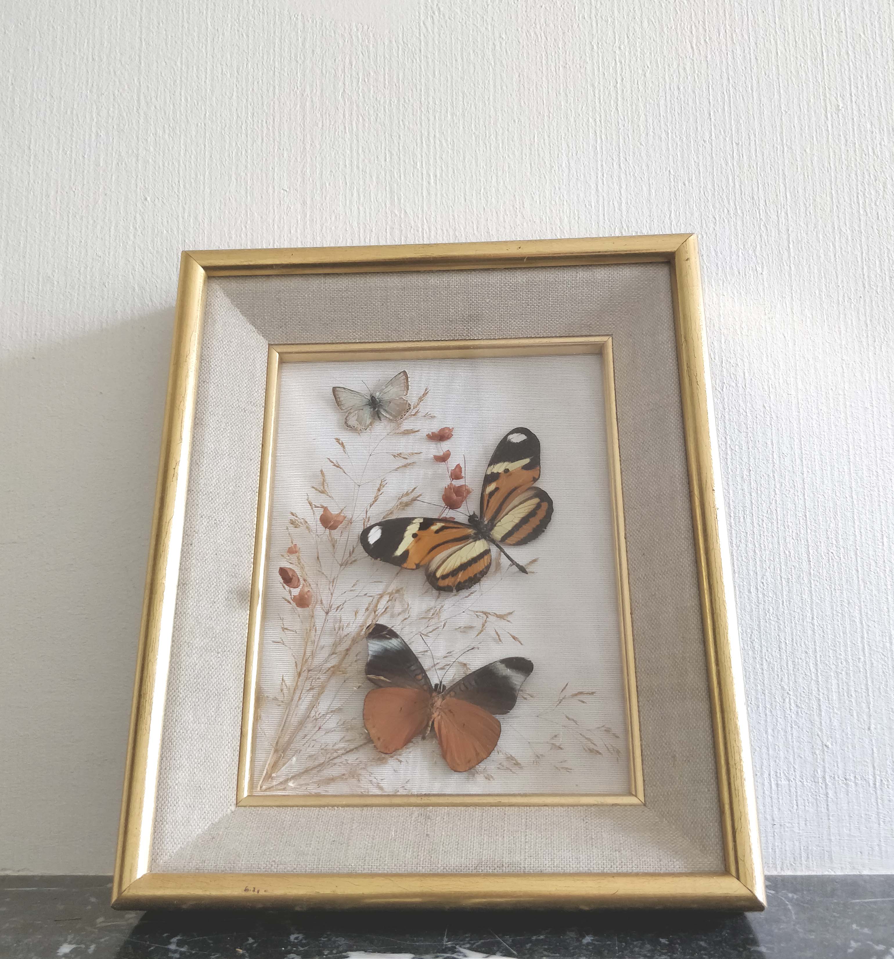Frame 3 butterflies and dried flowers