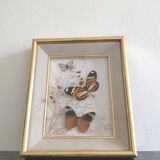 Frame 3 butterflies and dried flowers