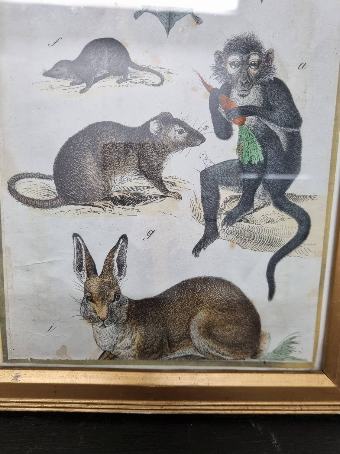 Gravure ancienne animalière