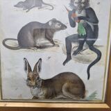 Gravure ancienne animalière