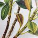 Dessin botanique