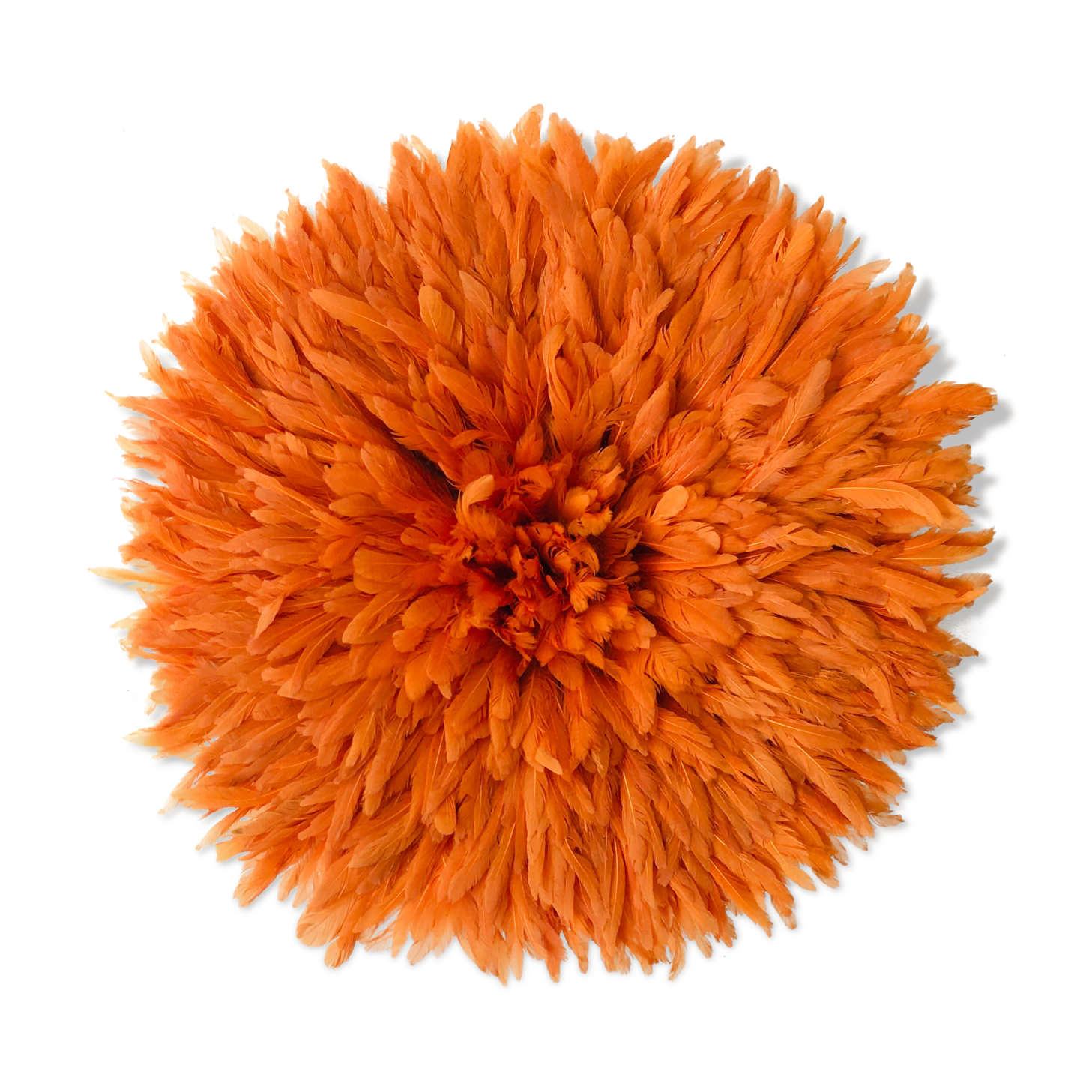 Jujuhat orange 50 cm