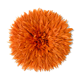 Jujuhat orange 50 cm