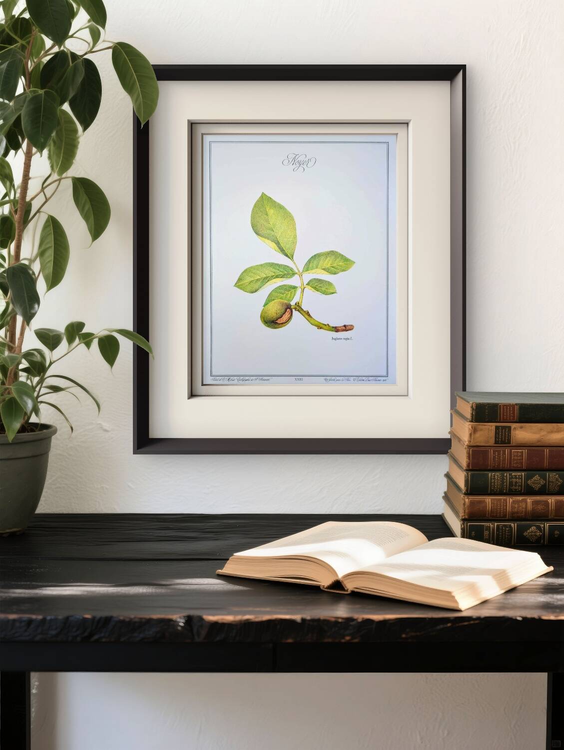 Printed in 1986, The Walnut Tree. Vintage Botanical