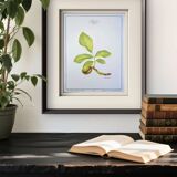 Printed in 1986, The Walnut Tree. Vintage Botanical