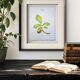 Printed in 1986, The Walnut Tree. Vintage Botanical