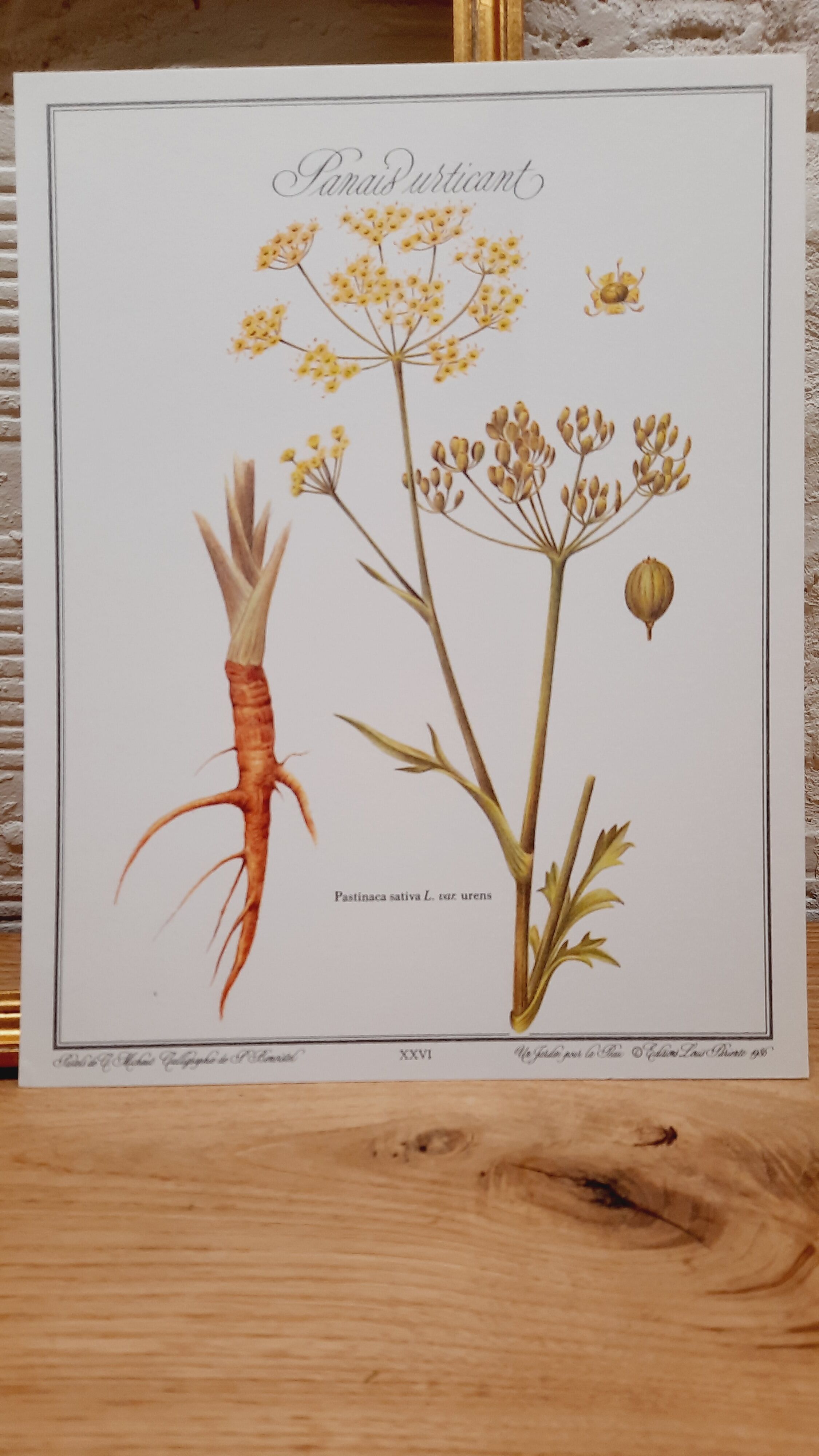 Stinging Parsn by-pansnish botanical poster