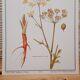 Stinging Parsn by-pansnish botanical poster