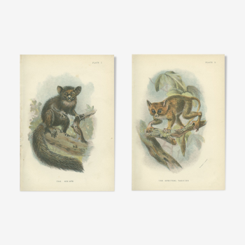 Ancient Primate Boards: Aye-Aye and Spectral Tarsier