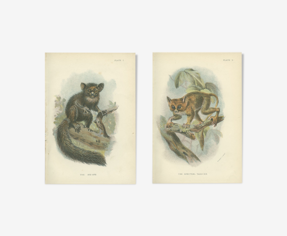 Planches de primates Anciennes: Aye-Aye et Tarsier Spectral