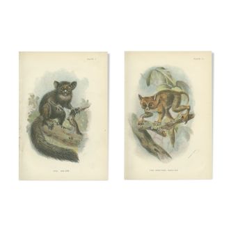 Planches de primates Anciennes: Aye-Aye et Tarsier Spectral