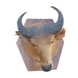 Savannah buffalo head kekelesso
