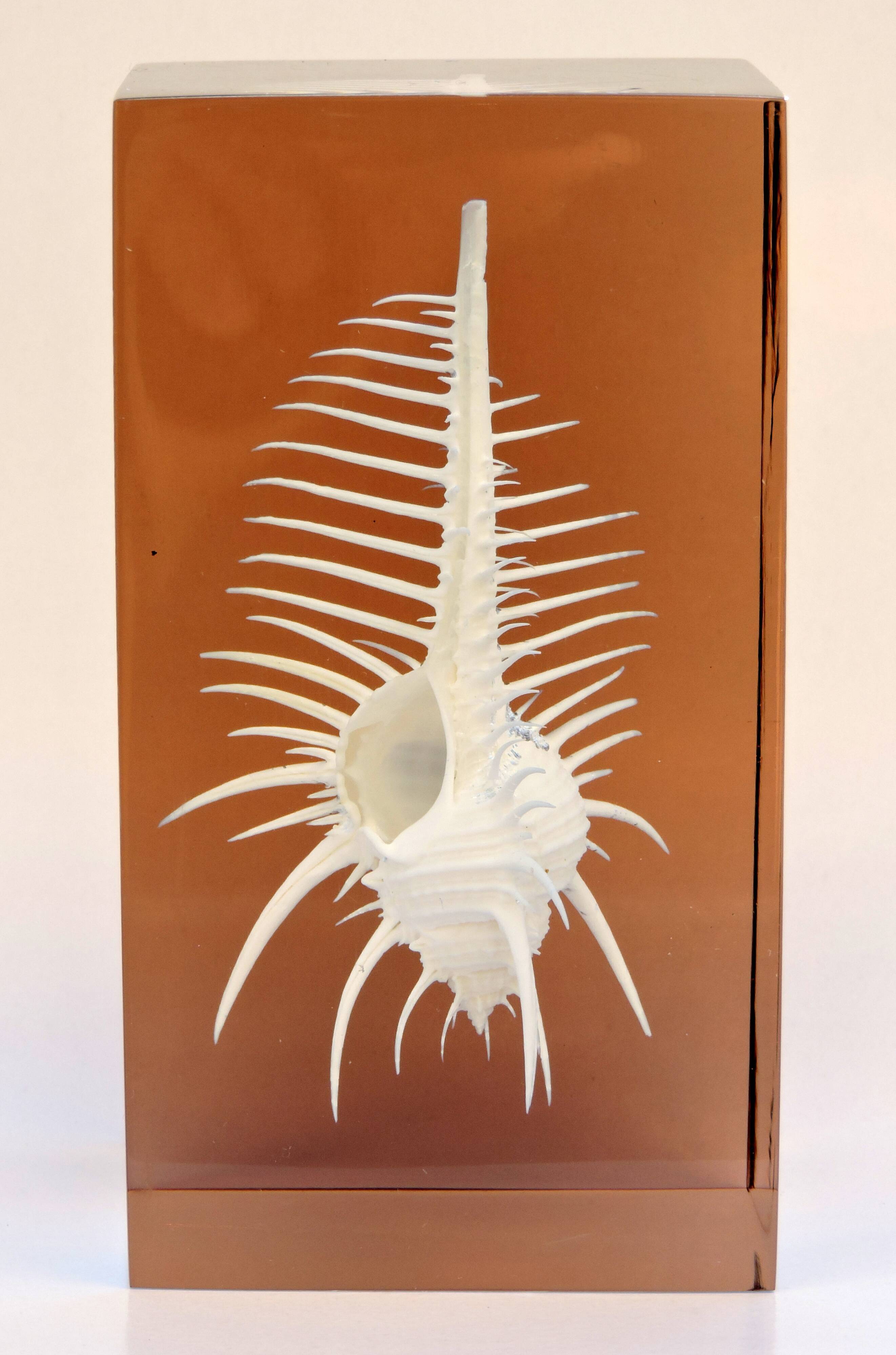 INCLUSION Vintage RESIN SHELL MUREX curiosity cabinet