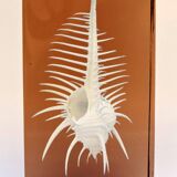 INCLUSION Vintage RESIN SHELL MUREX curiosity cabinet