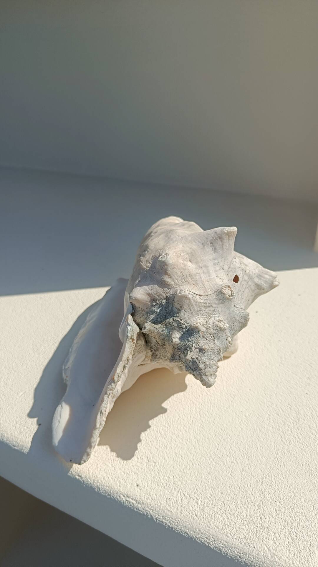 Conque marine blanche légèrement rosée