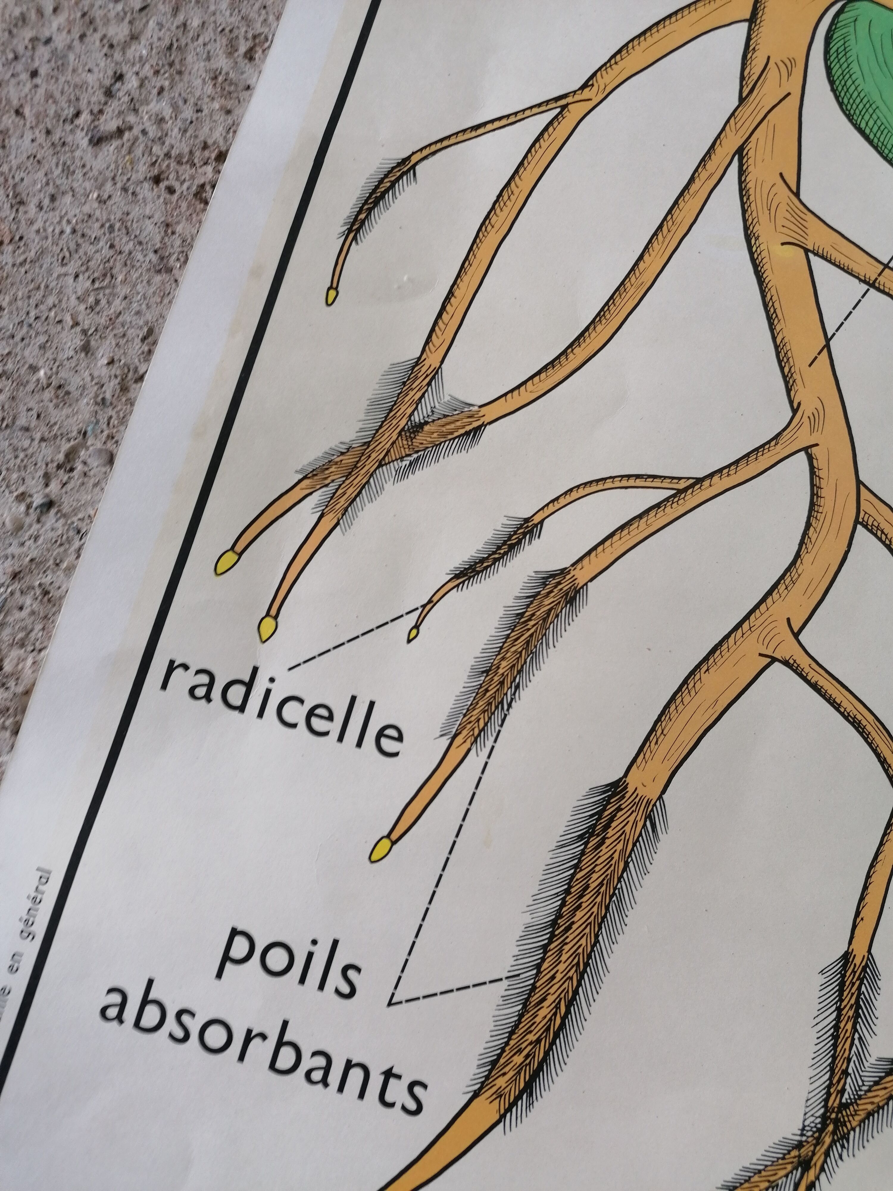 Old Rossignol educational poster: La Plante & Les Racines.