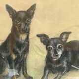 Portrait of dogs