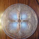 Lalique coupe coquille