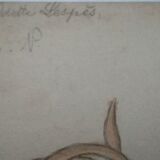Dessin d'école ,d'étude ancien années 20 "oignon/navet"