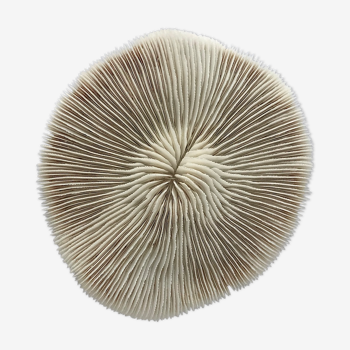 White Coral Fungia Scutaria
