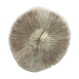 White Coral Fungia Scutaria