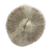 White Coral Fungia Scutaria