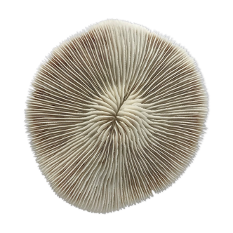 White Coral Fungia Scutaria