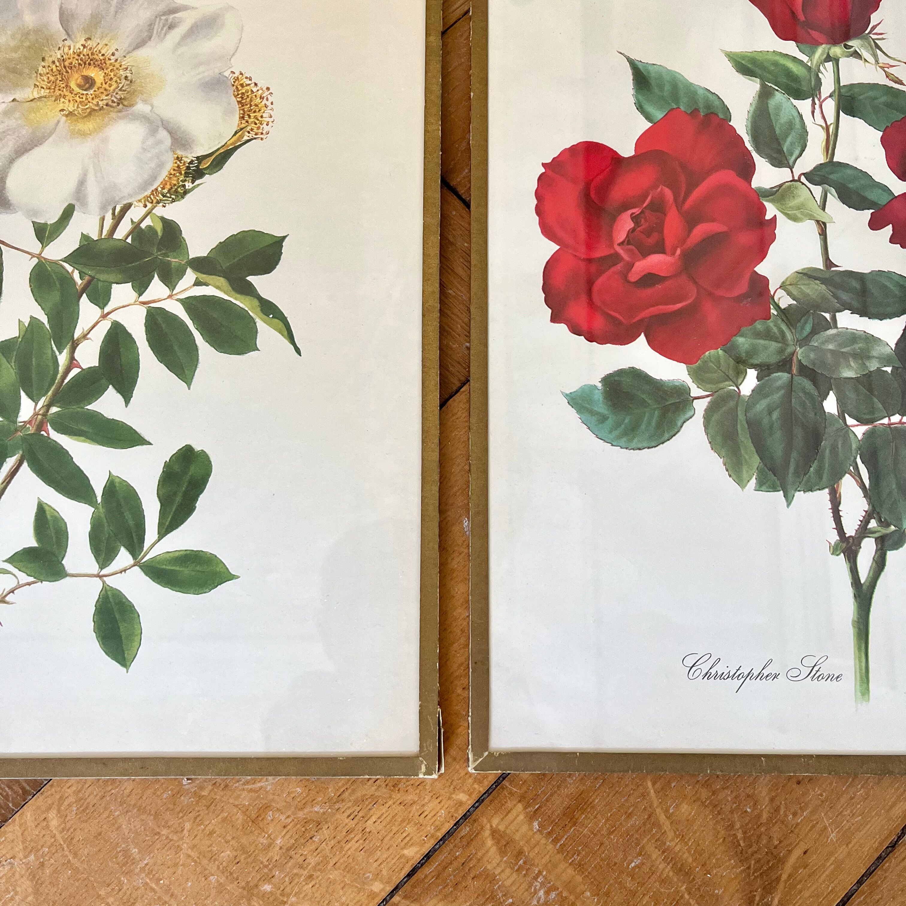 Pair of vintage botanical plates
