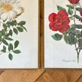 Pair of vintage botanical plates