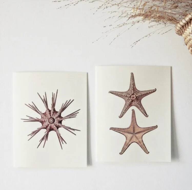 Plates of the bestiary from the Natural History Museum The sea urchin