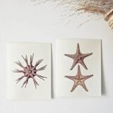 Plates of the bestiary from the Natural History Museum The sea urchin