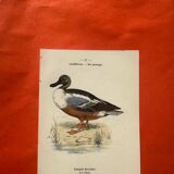Botanical engraving birds double sided naturalist board