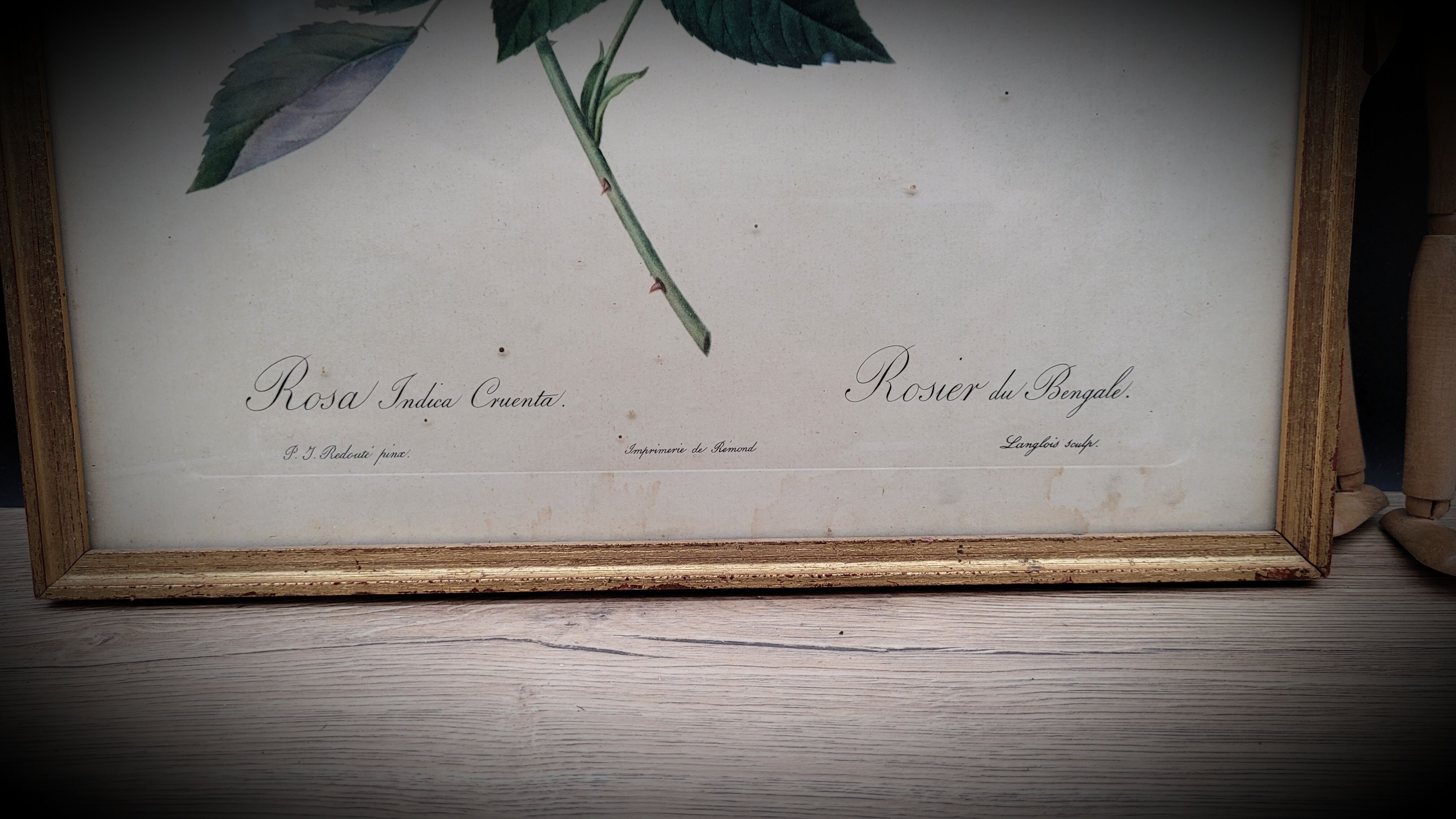 Bengal rose lithograph