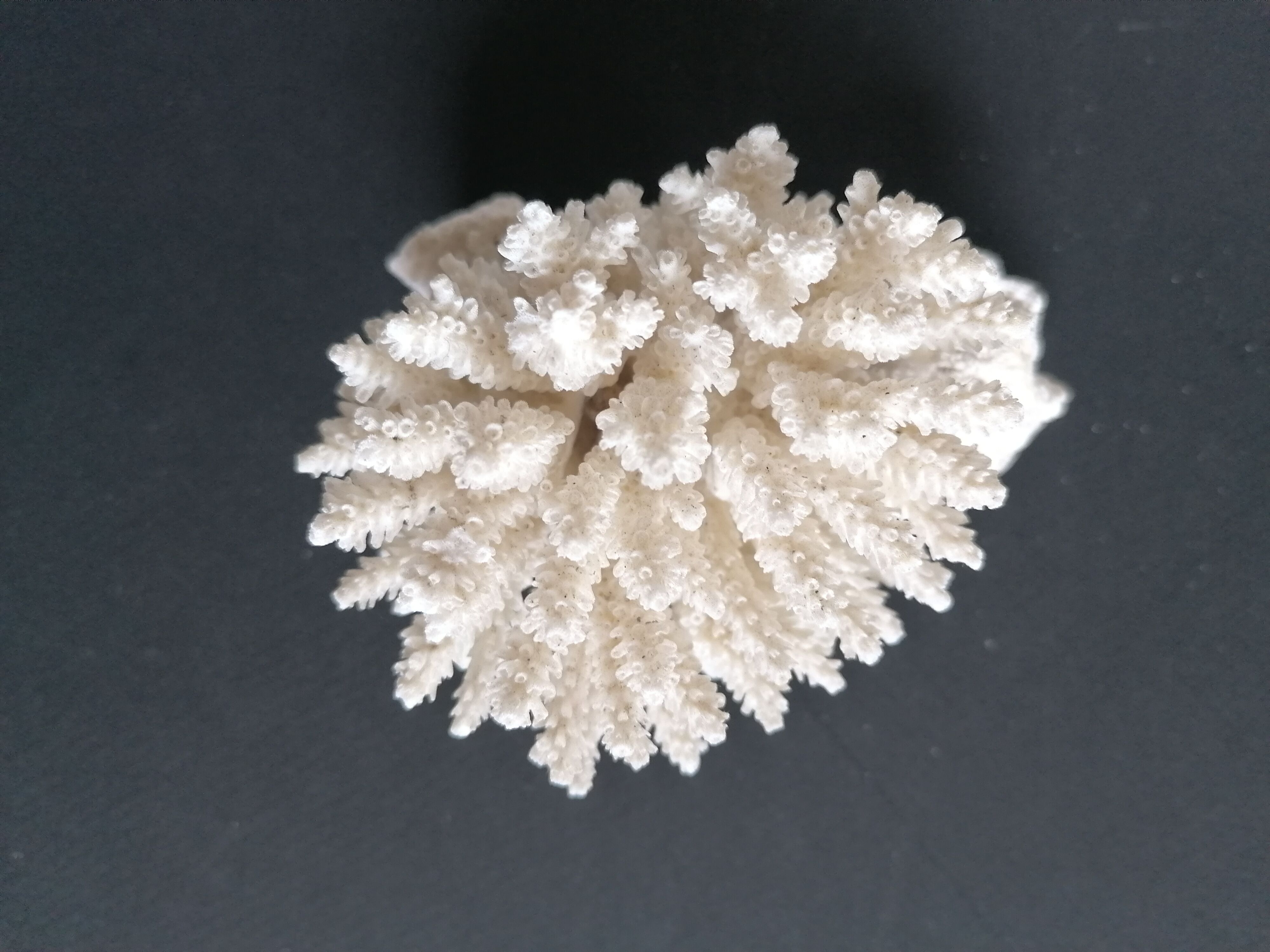 Authentic coral 9x7 cm