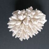 Authentic coral 9x7 cm