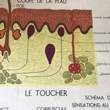 Ancienne affiche de sciences Rossignol anatomie et médecine